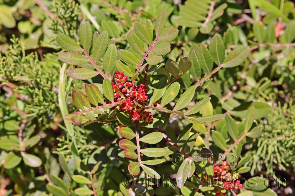 Pistacia lentiscus