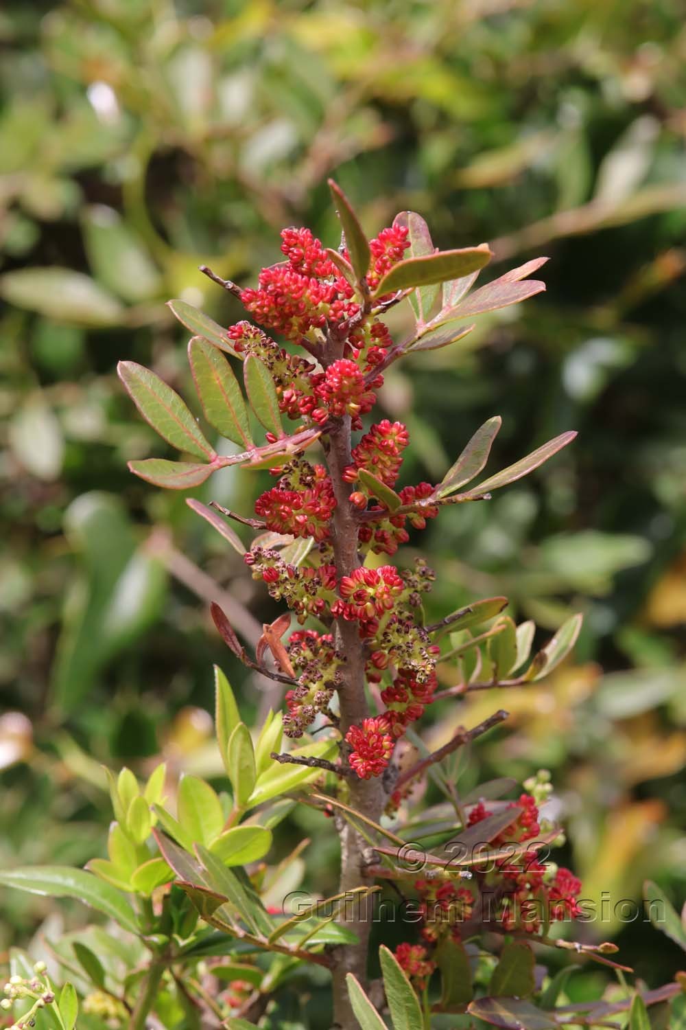 Pistacia lentiscus