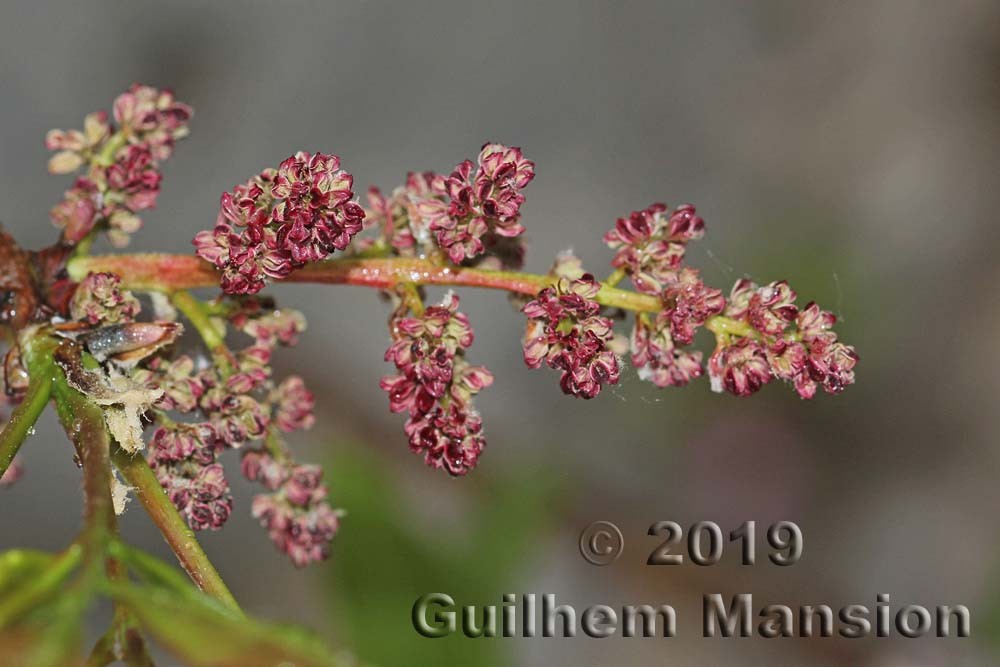 Famille - Anacardiaceae