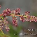 Family - Anacardiaceae