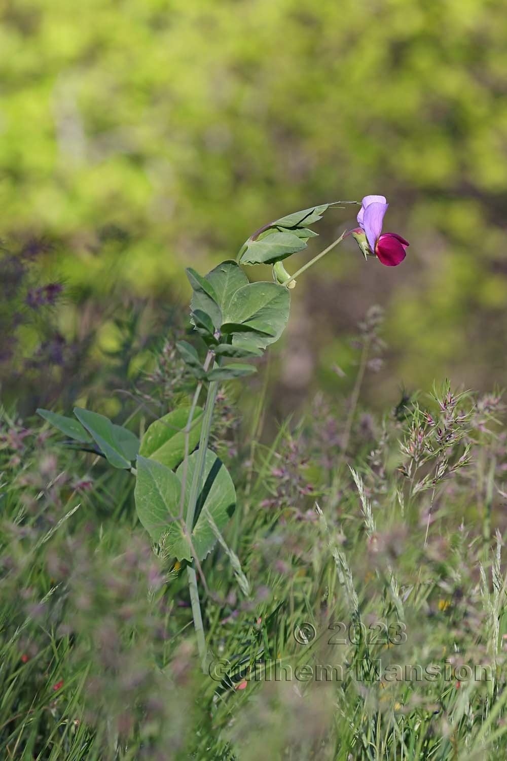 Pisum sativum subsp. biflorum