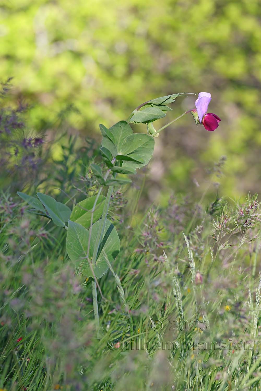 Pisum sativum subsp. biflorum