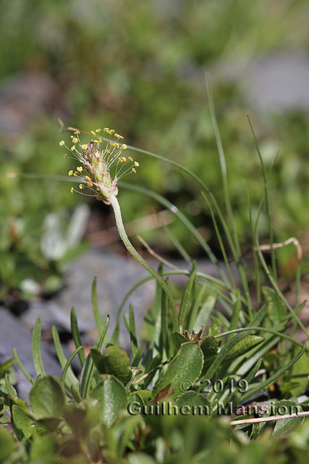 Plantago alpina