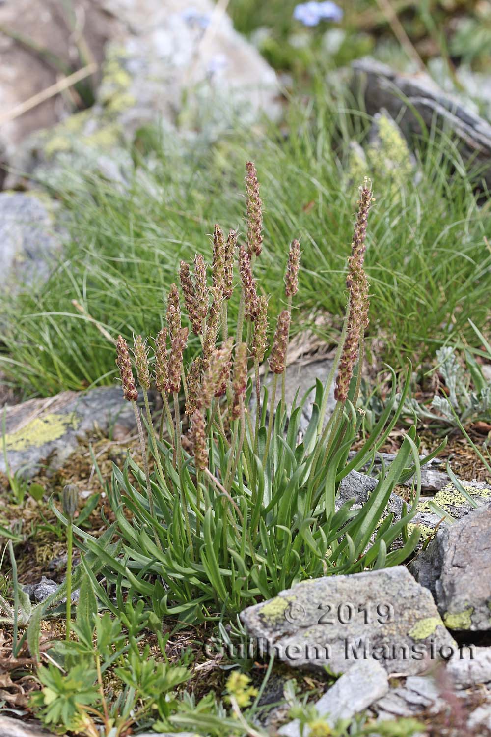 Plantago alpina