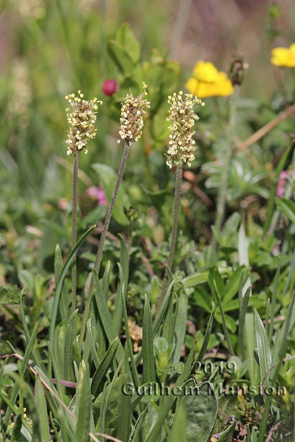 Plantago alpina