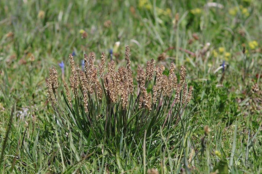 Plantago alpina