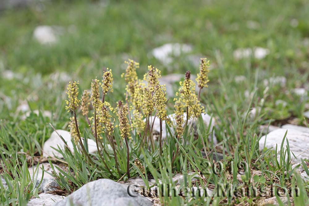 Plantago alpina