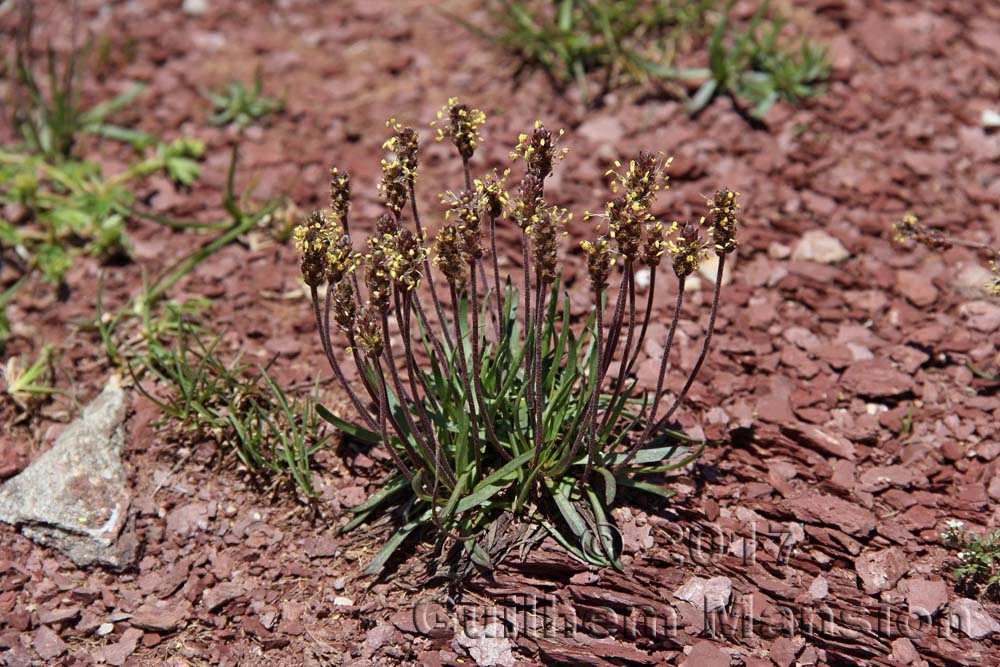 Plantago alpina