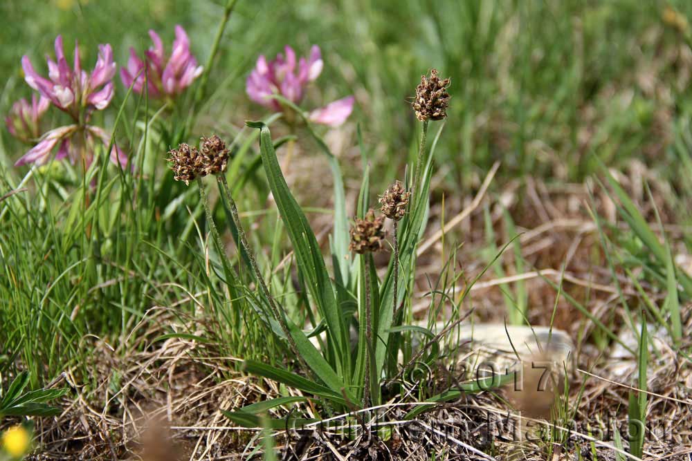 Plantago atrata