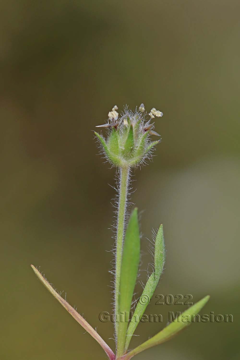 Plantago bellardii