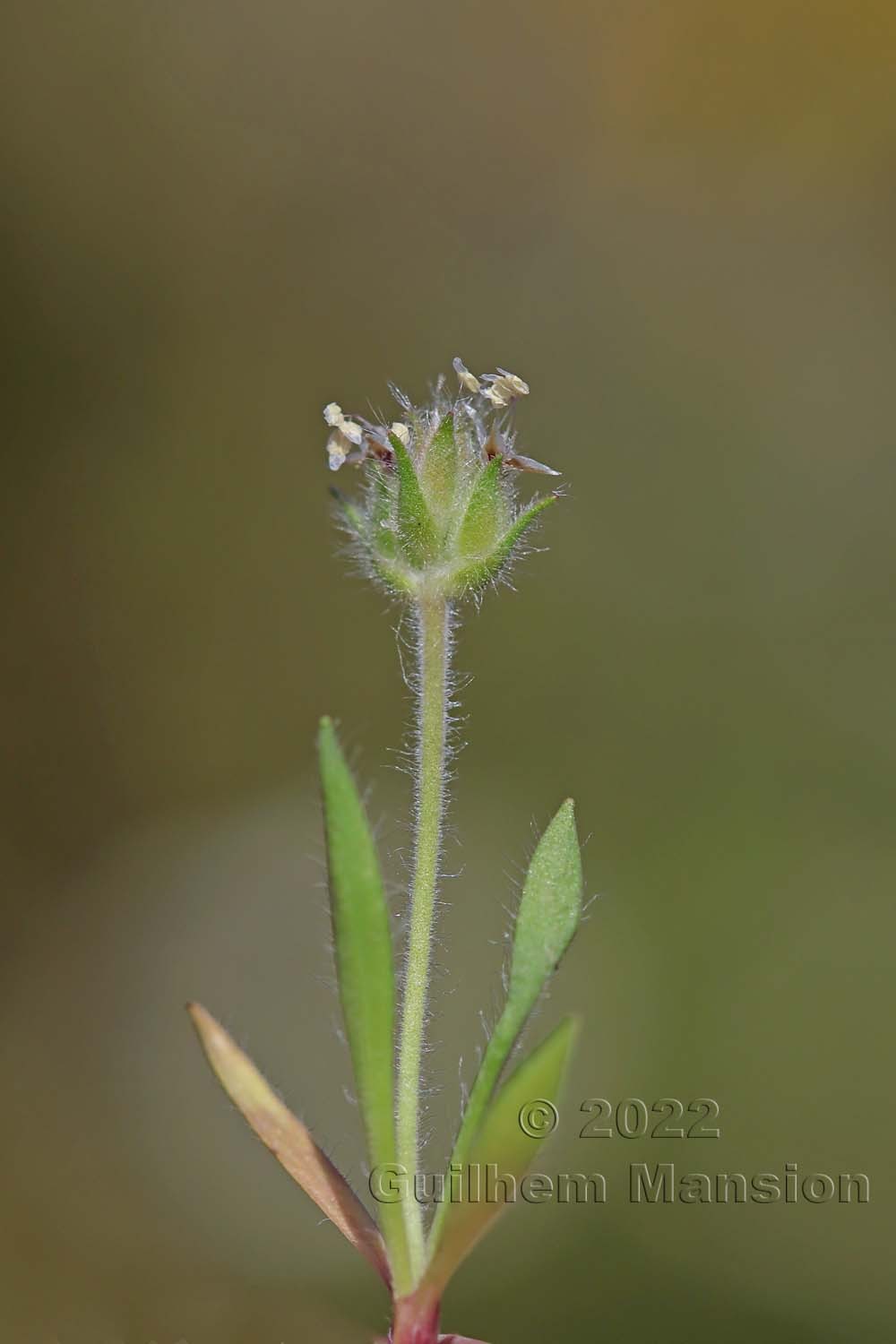 Plantago bellardii