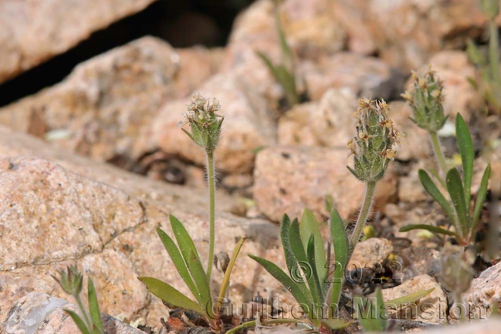 Plantago bellardii