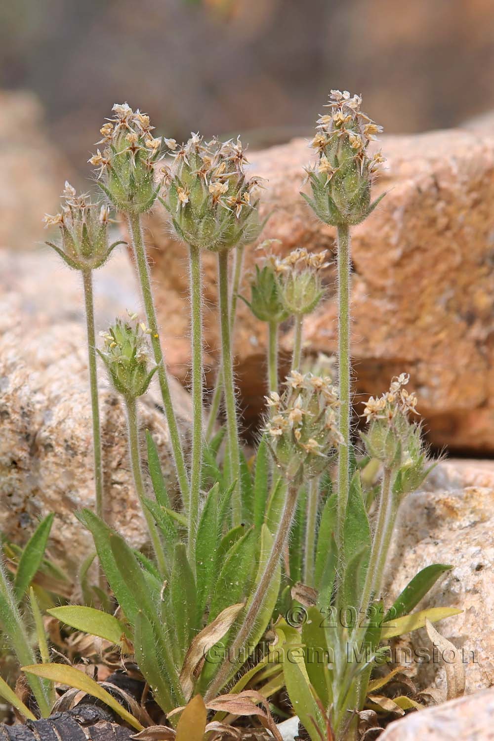 Plantago bellardii