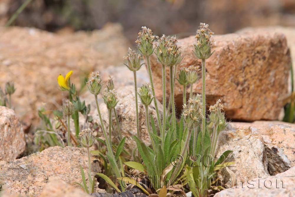 Plantago bellardii