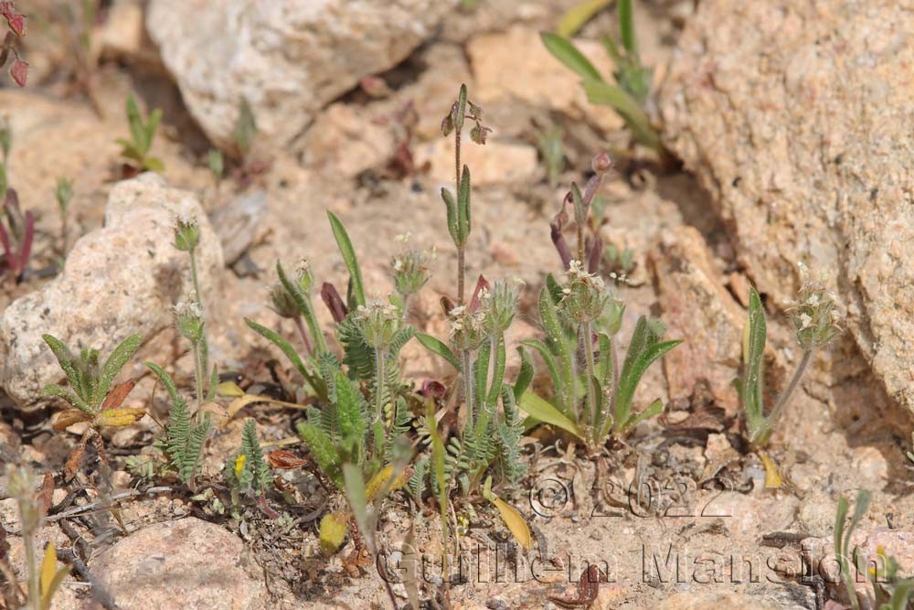 Plantago bellardii