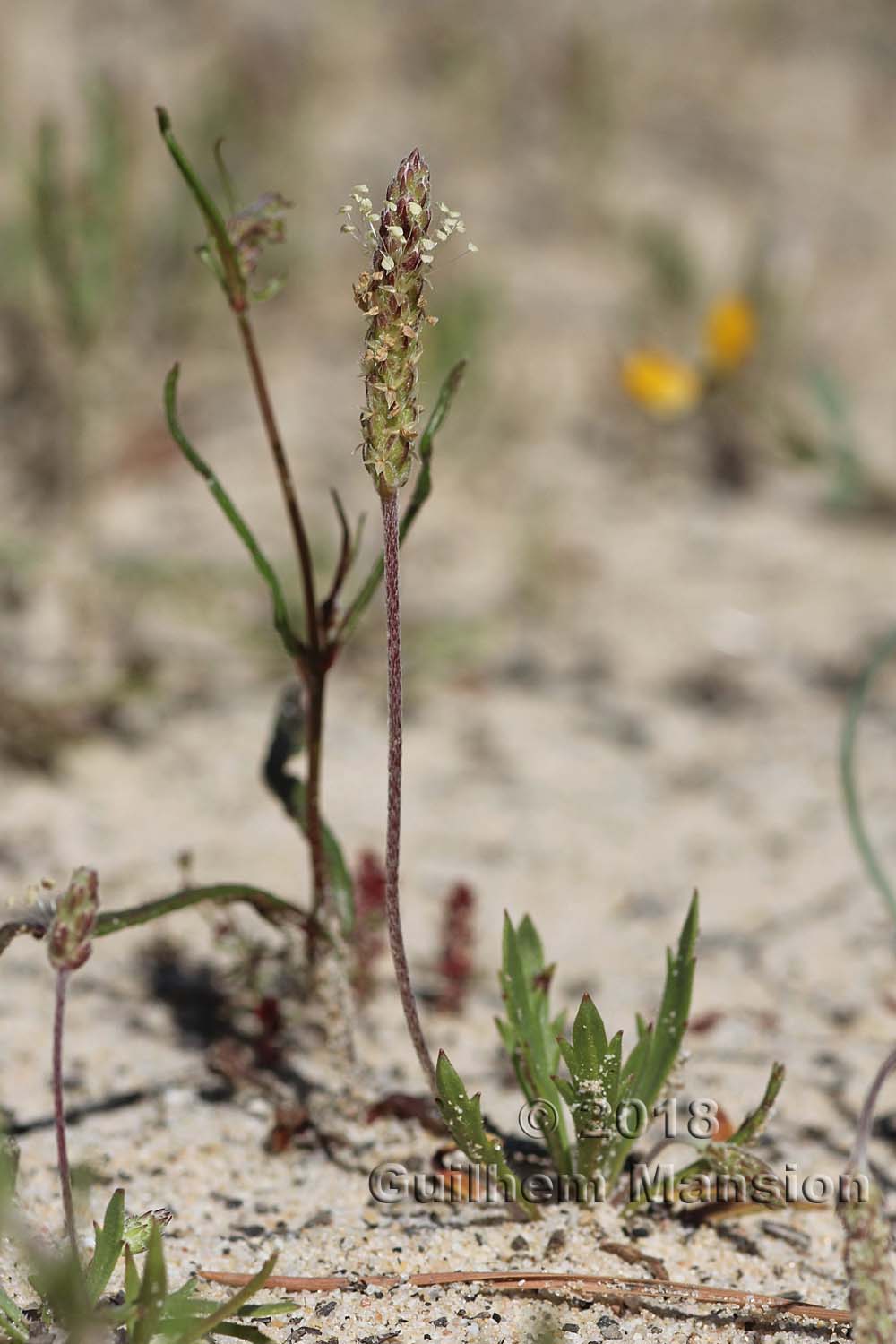 Plantago coronopus