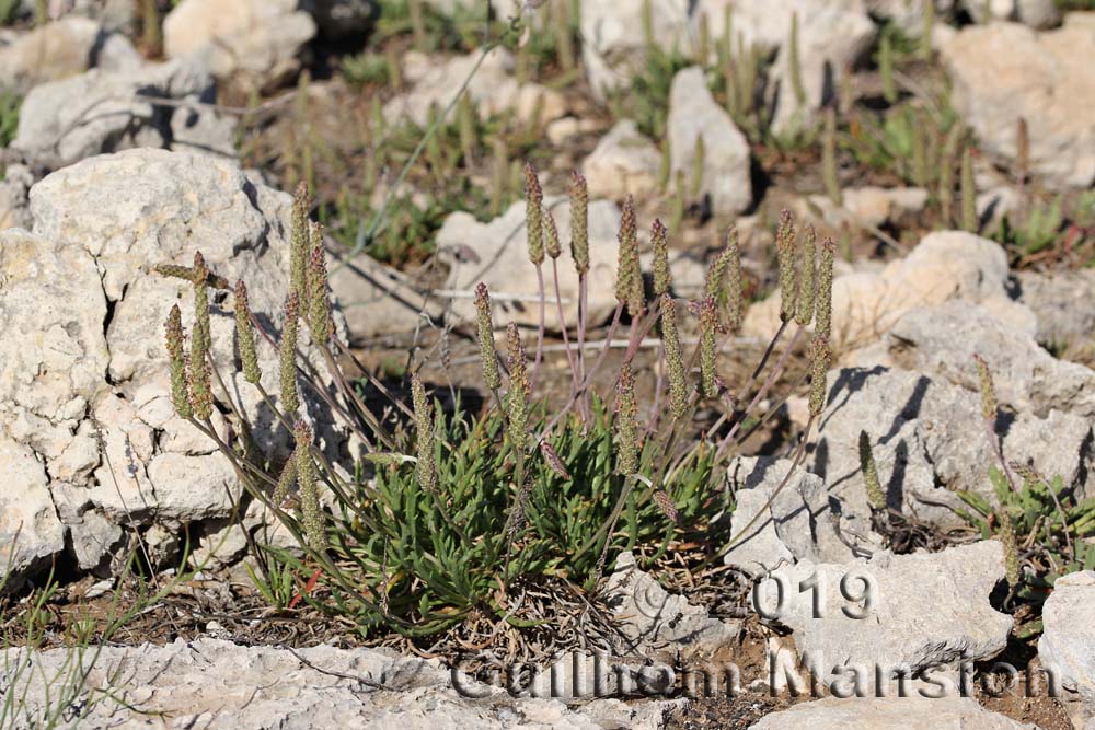 Plantago coronopus