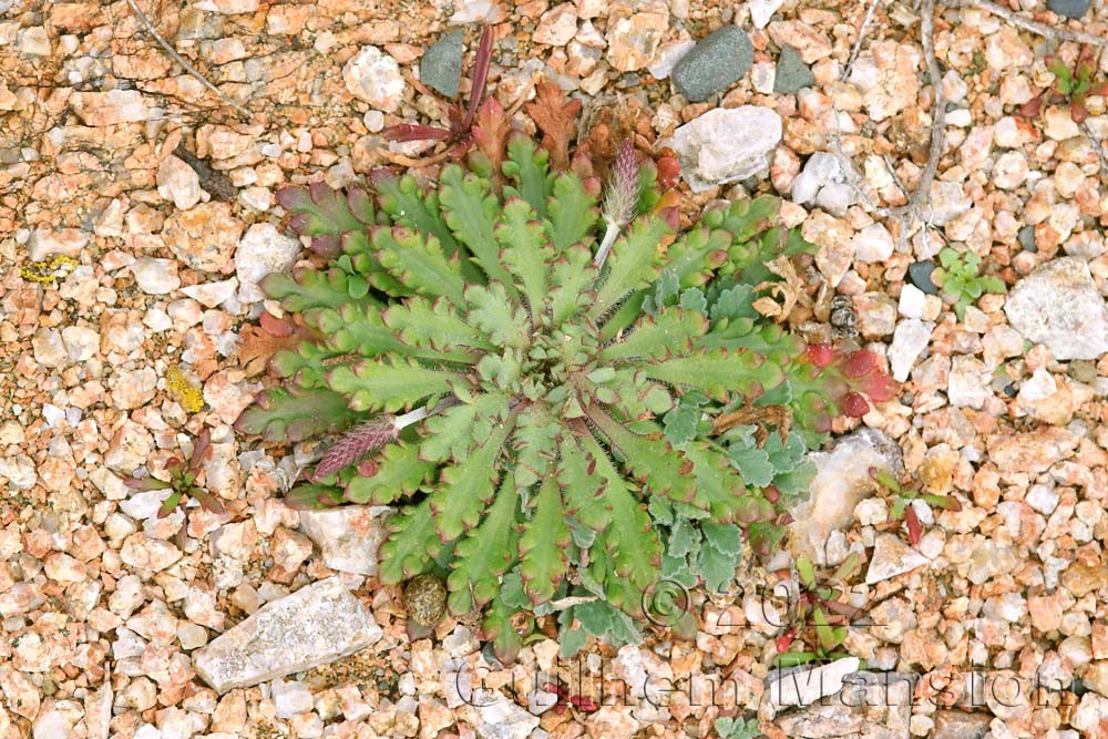 Plantago coronopus subsp. humilis