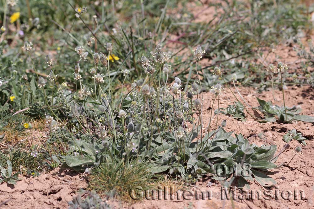 Plantago lagopus