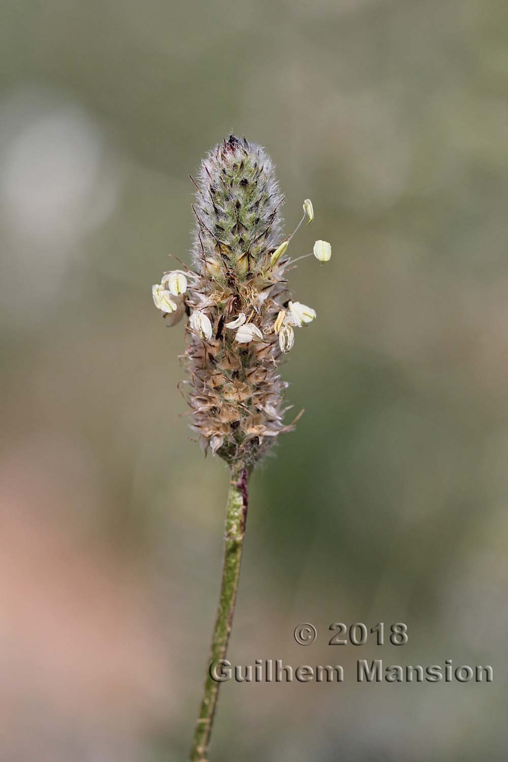 Plantago lagopus