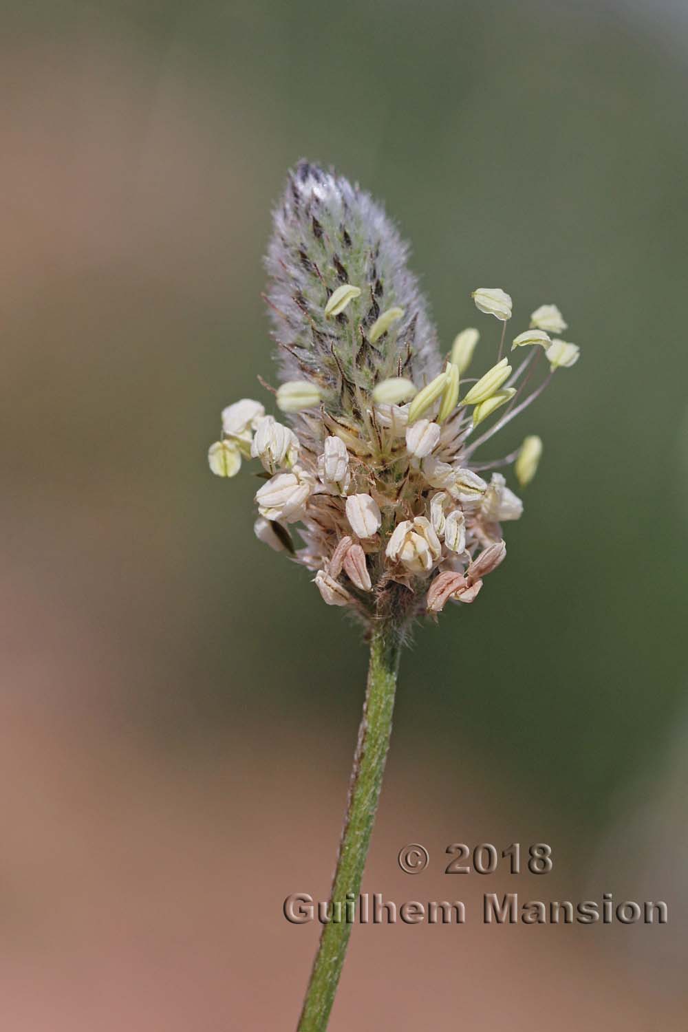 Plantago lagopus