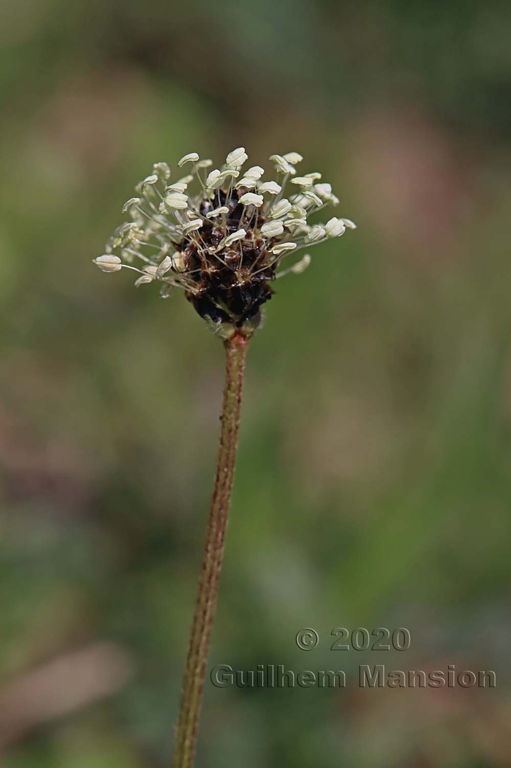 Plantago lanceolata