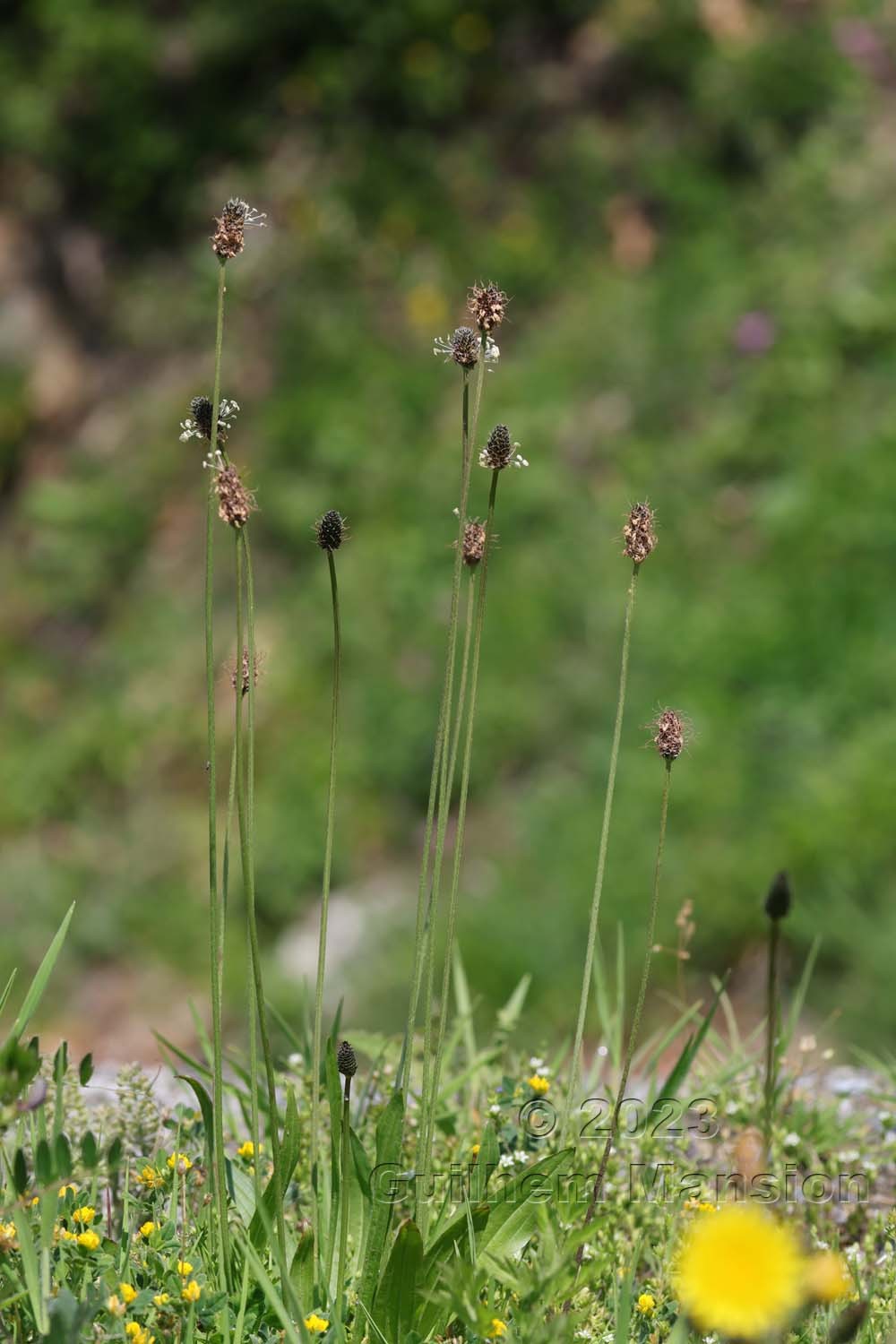 Plantago lanceolata