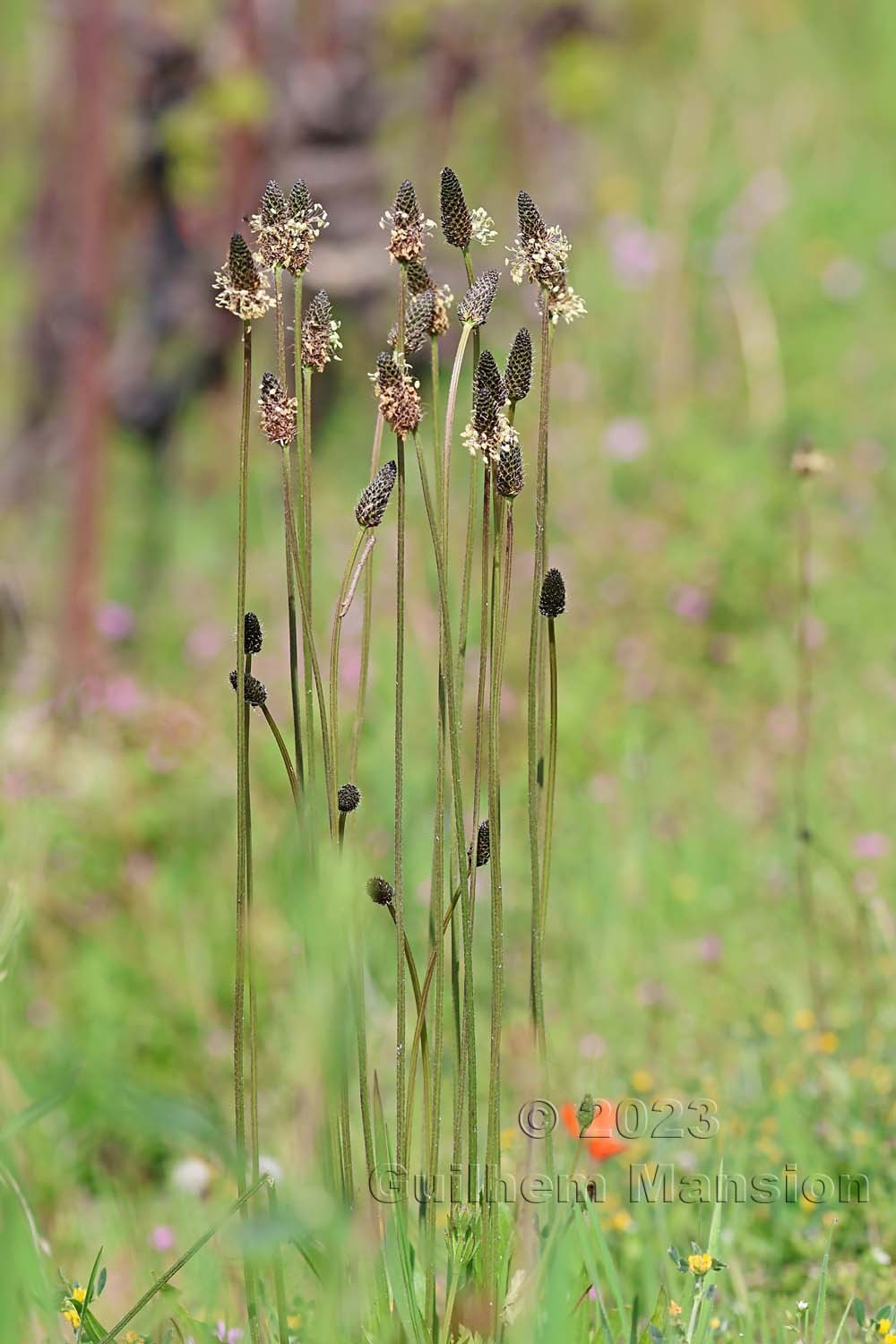 Plantago lanceolata