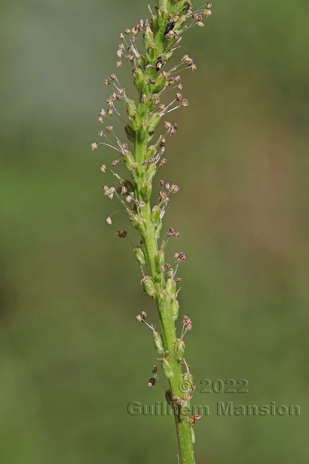 Plantago major