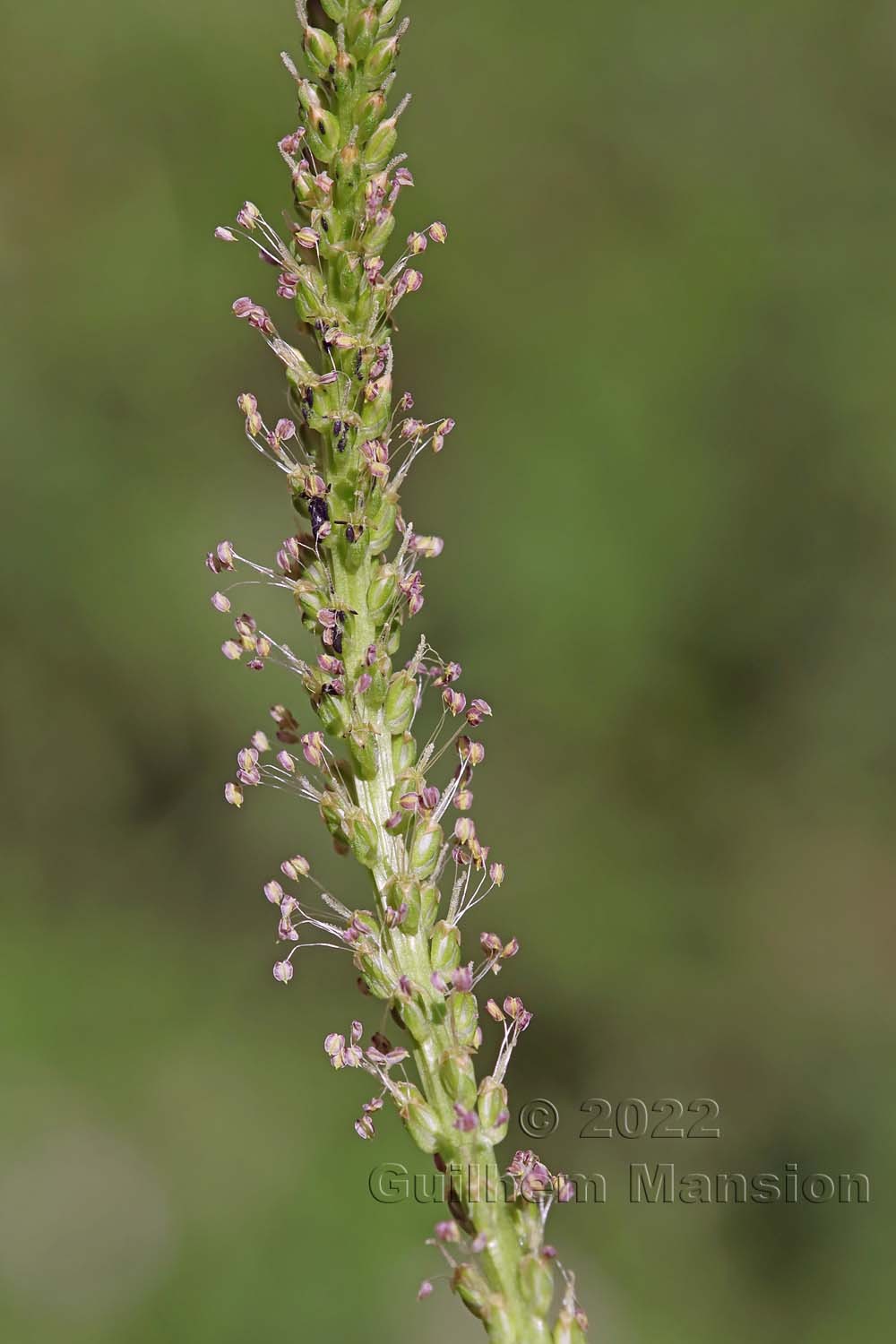 Plantago major