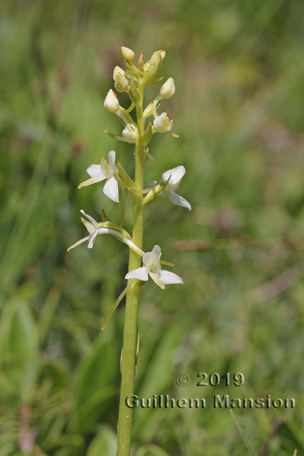 Platanthera bifolia