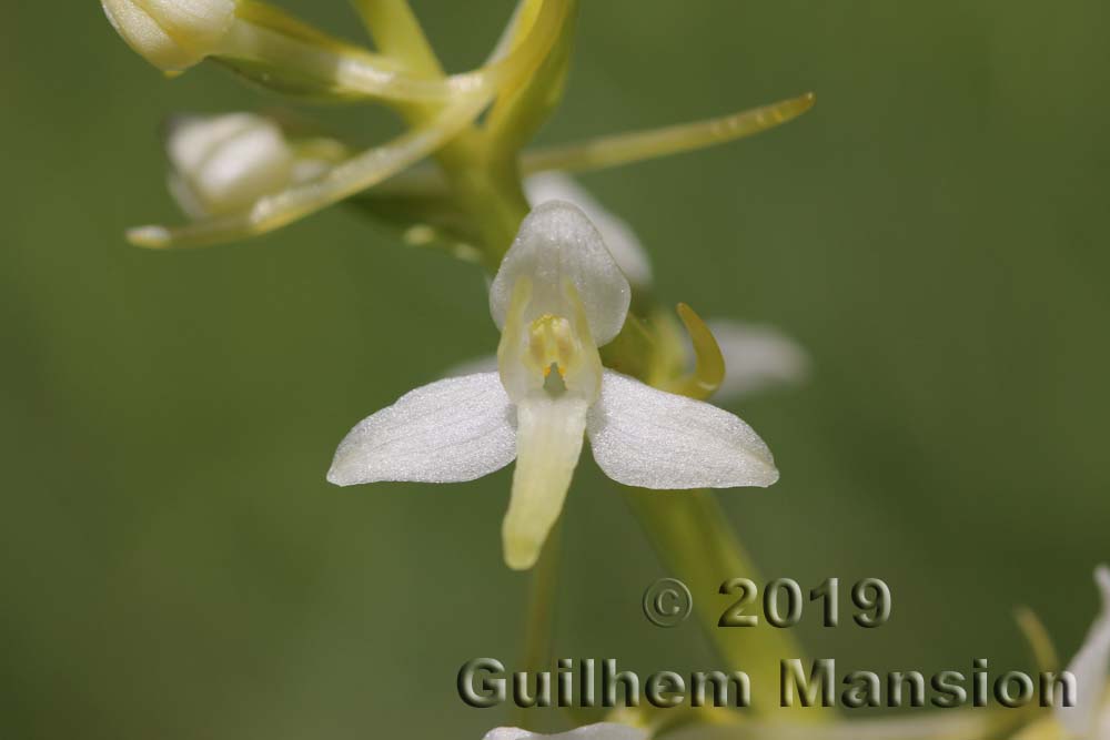 Platanthera bifolia