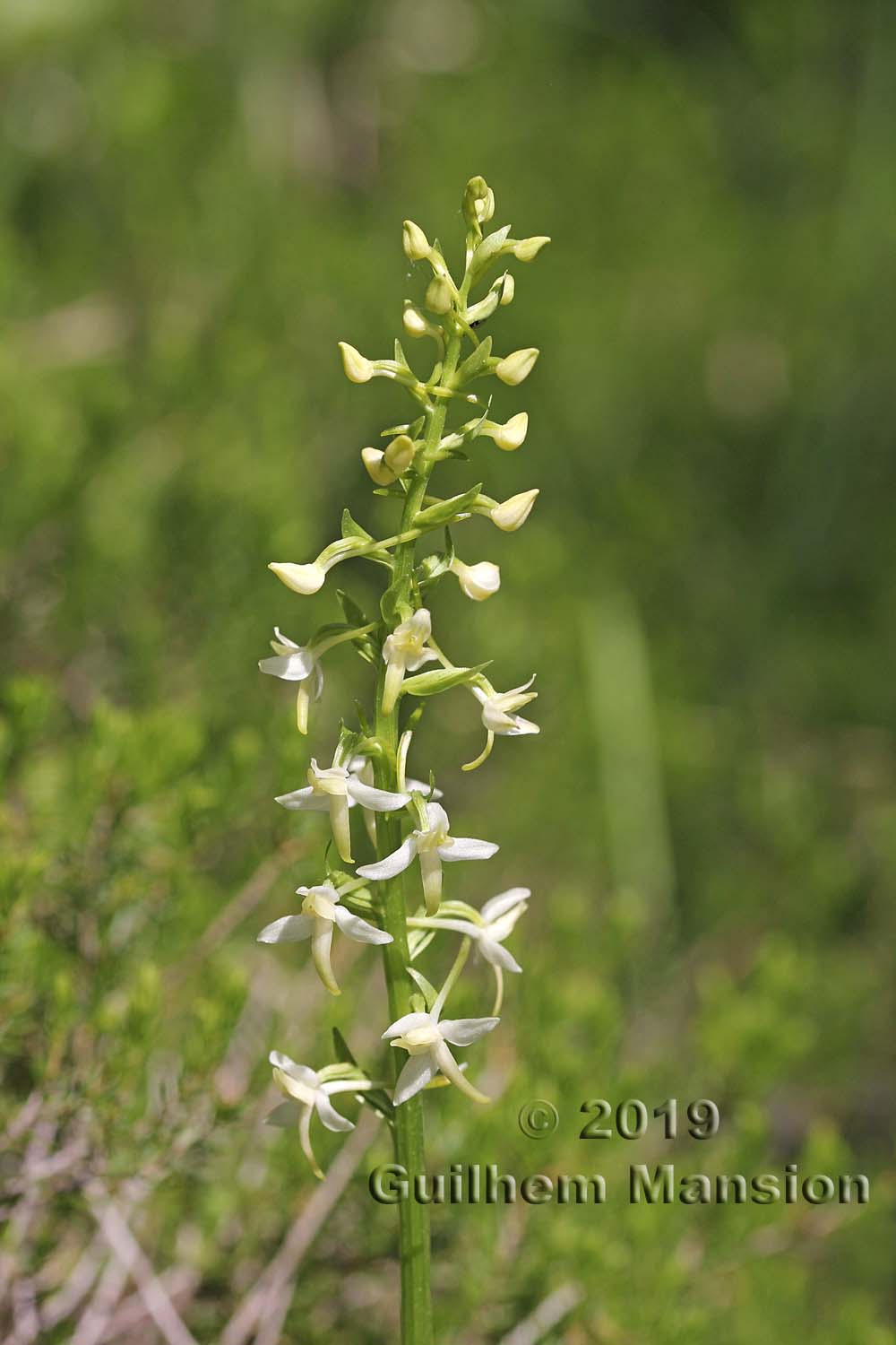 Platanthera bifolia