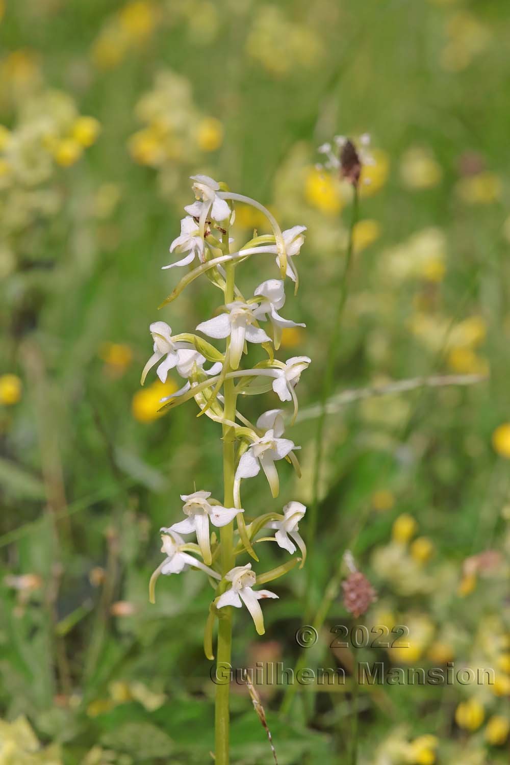 Platanthera chlorantha