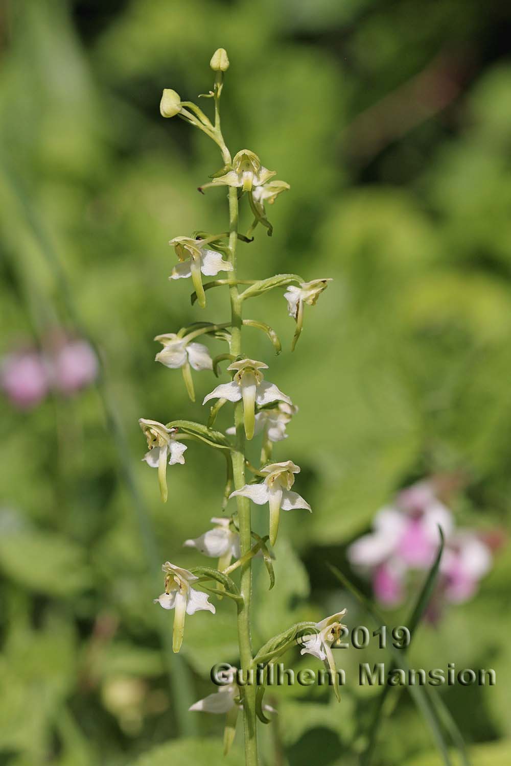 Platanthera chlorantha