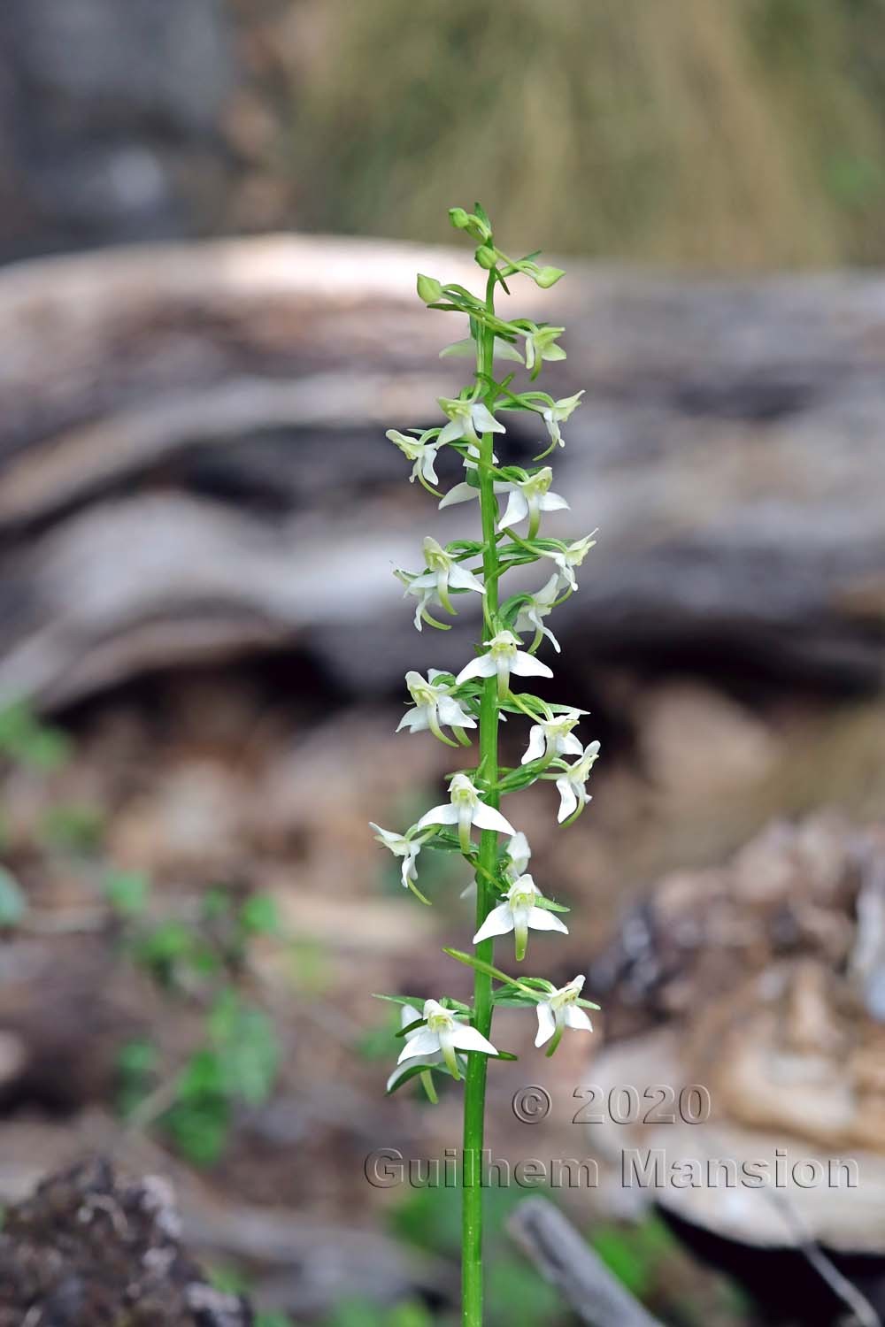 Platanthera chlorantha