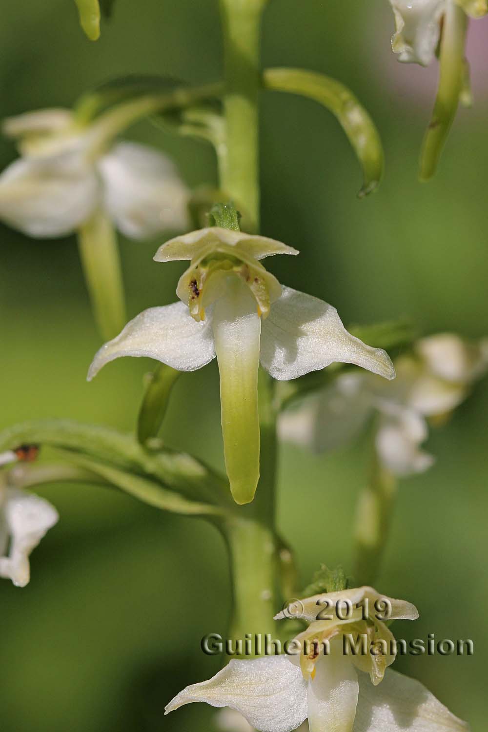 Platanthera chlorantha