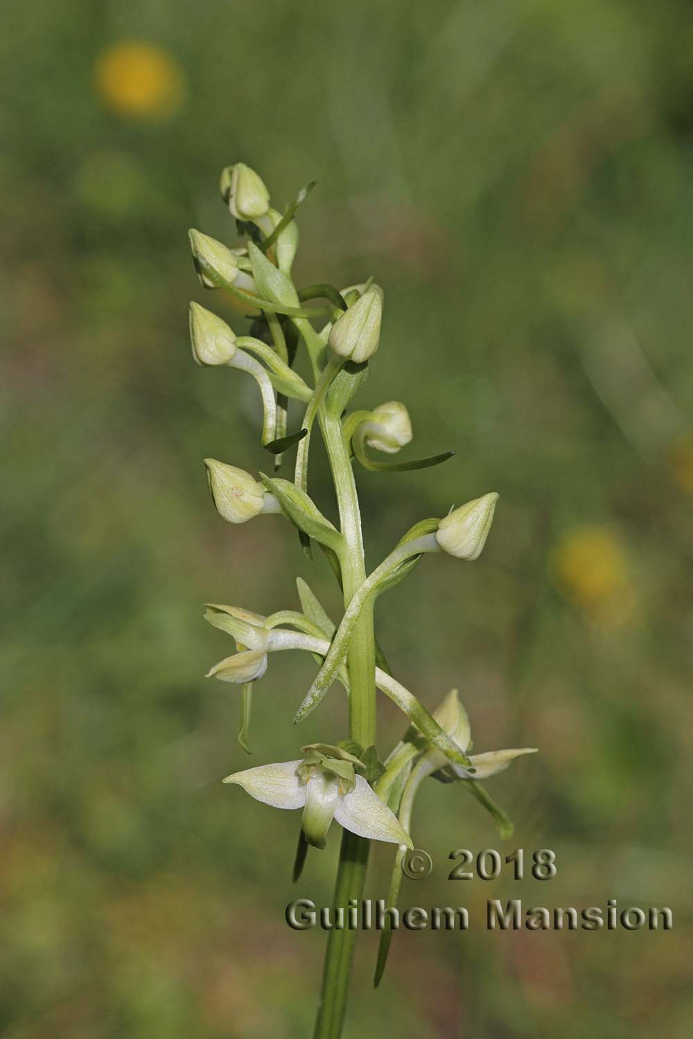 Platanthera chlorantha