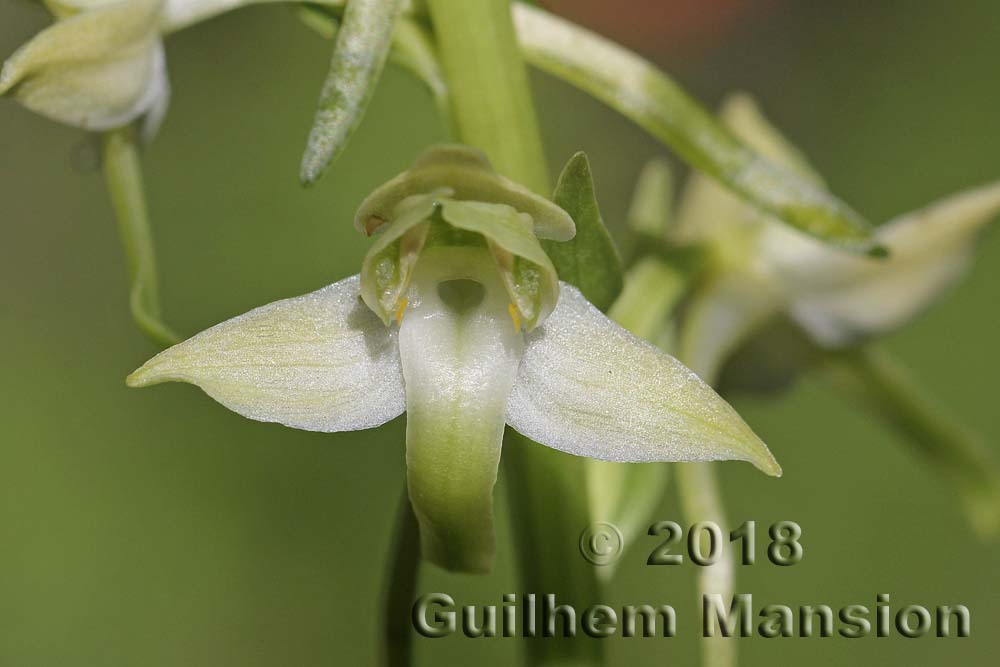 Platanthera chlorantha