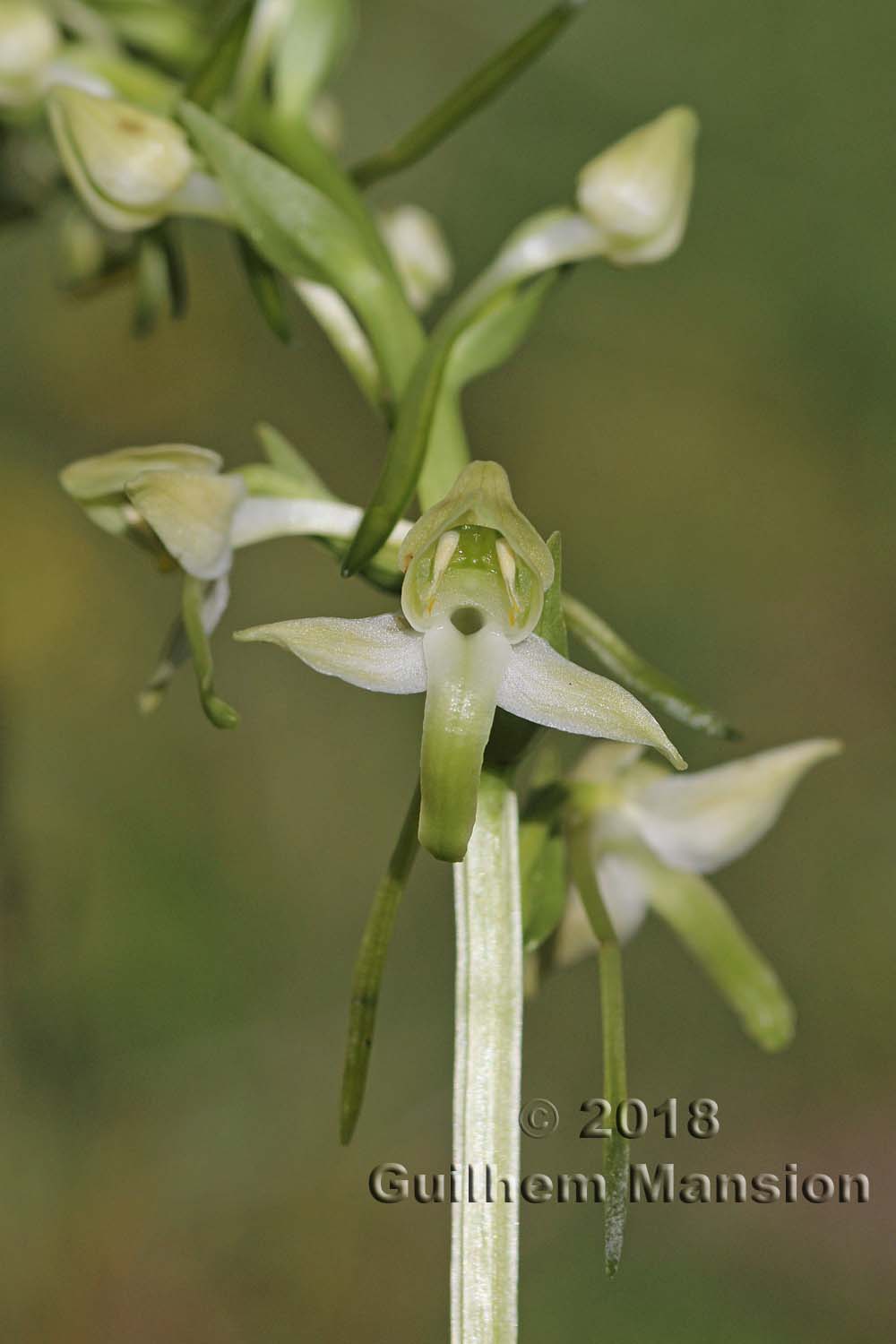 Platanthera chlorantha