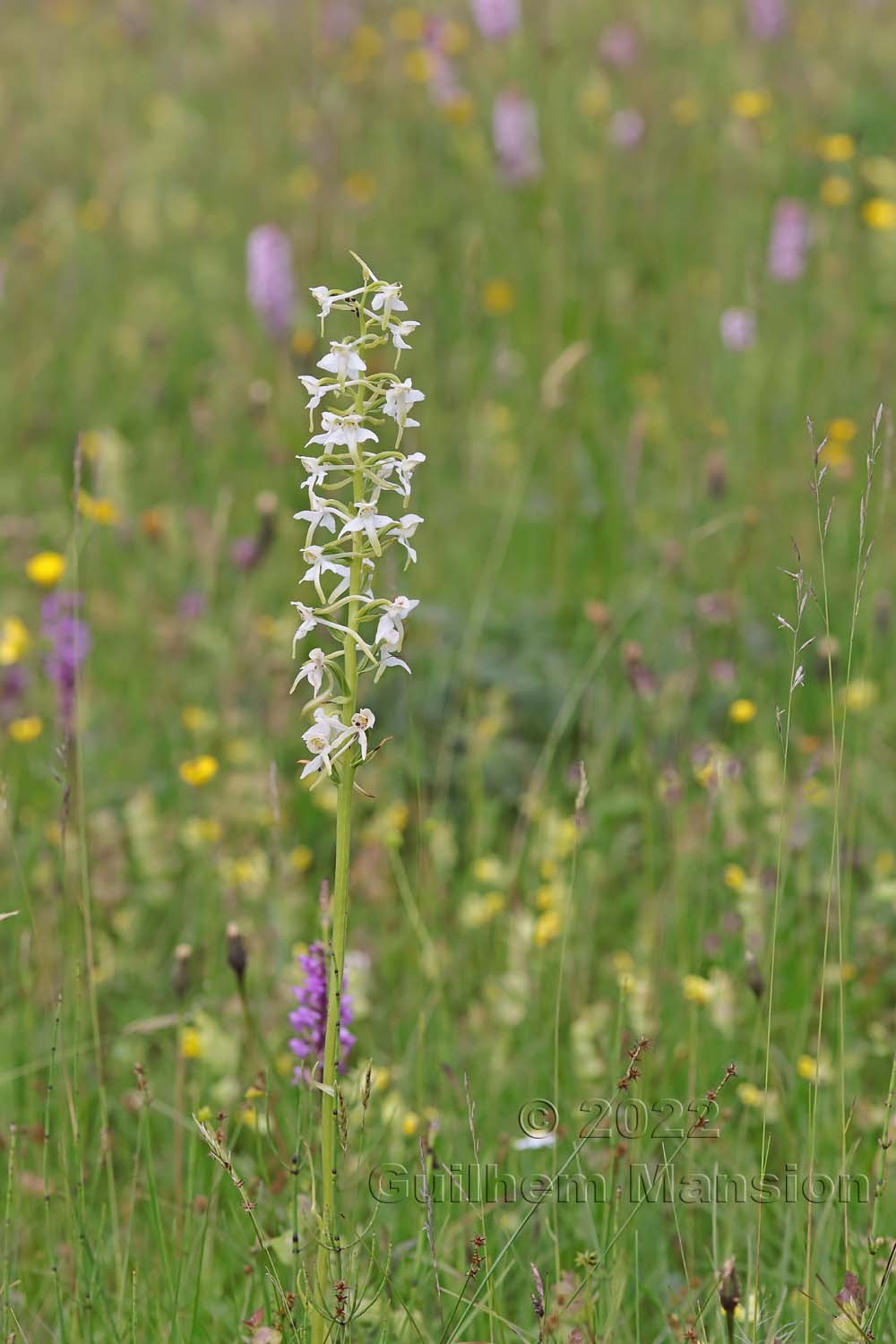 Platanthera chlorantha