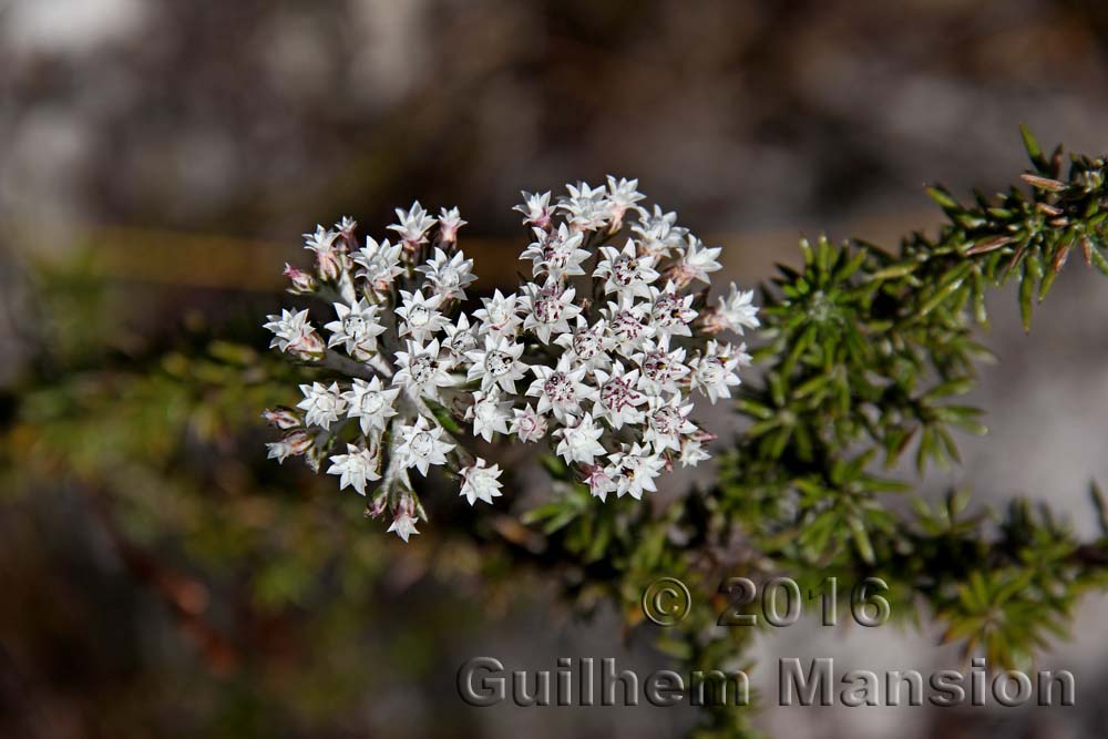 Plecostachys serpyllifolia