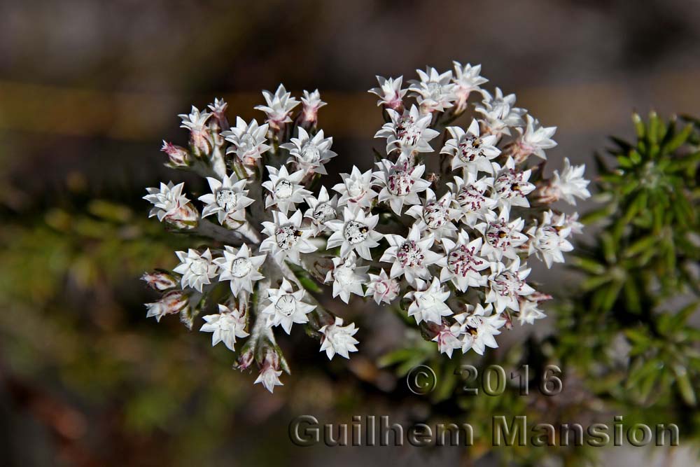 Plecostachys serpyllifolia