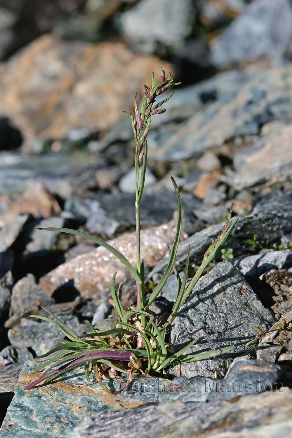 Poa alpina