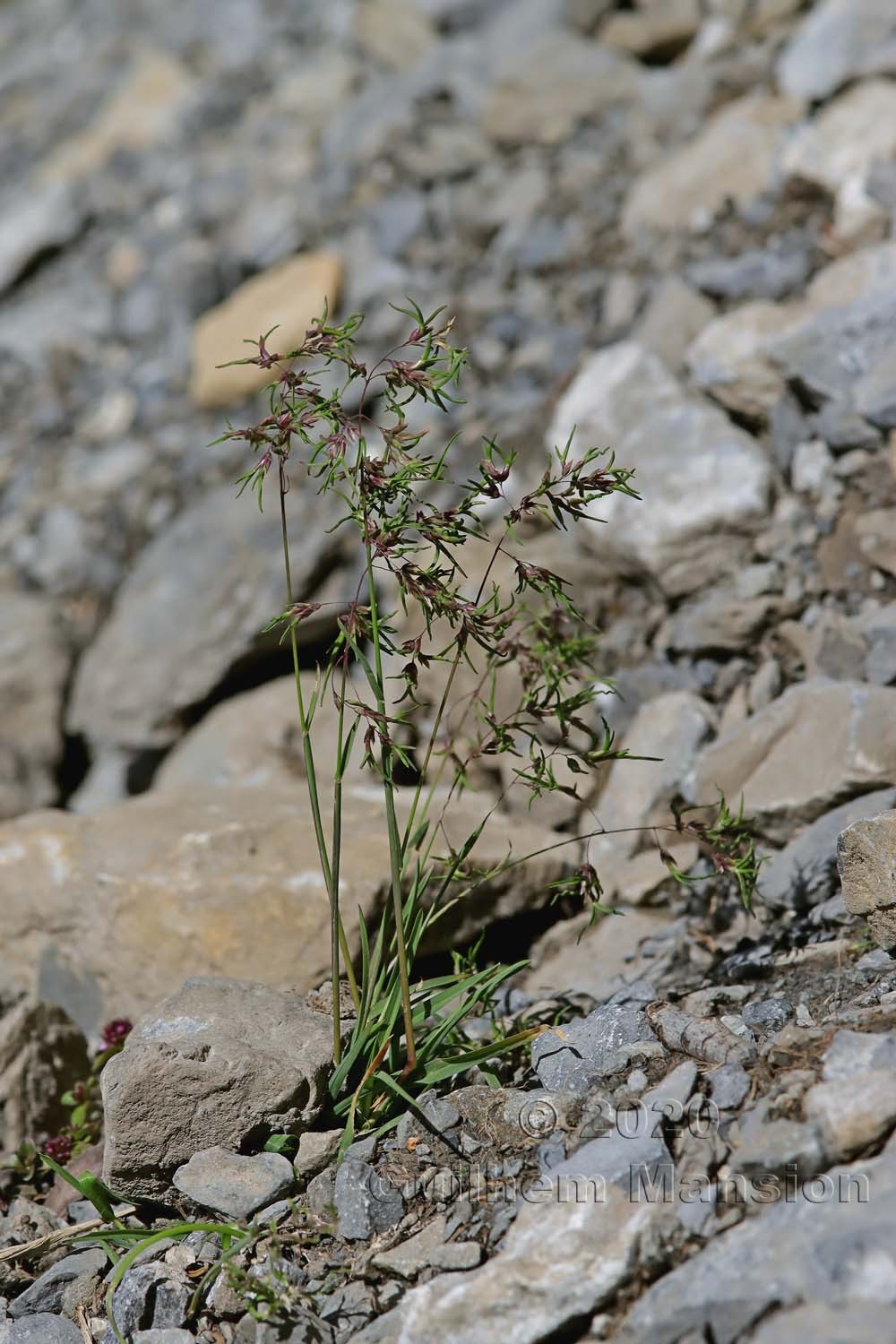 Poa alpina