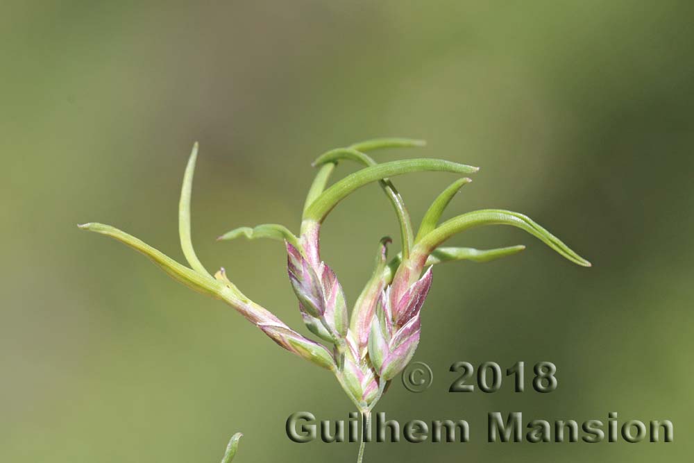 Poa alpina