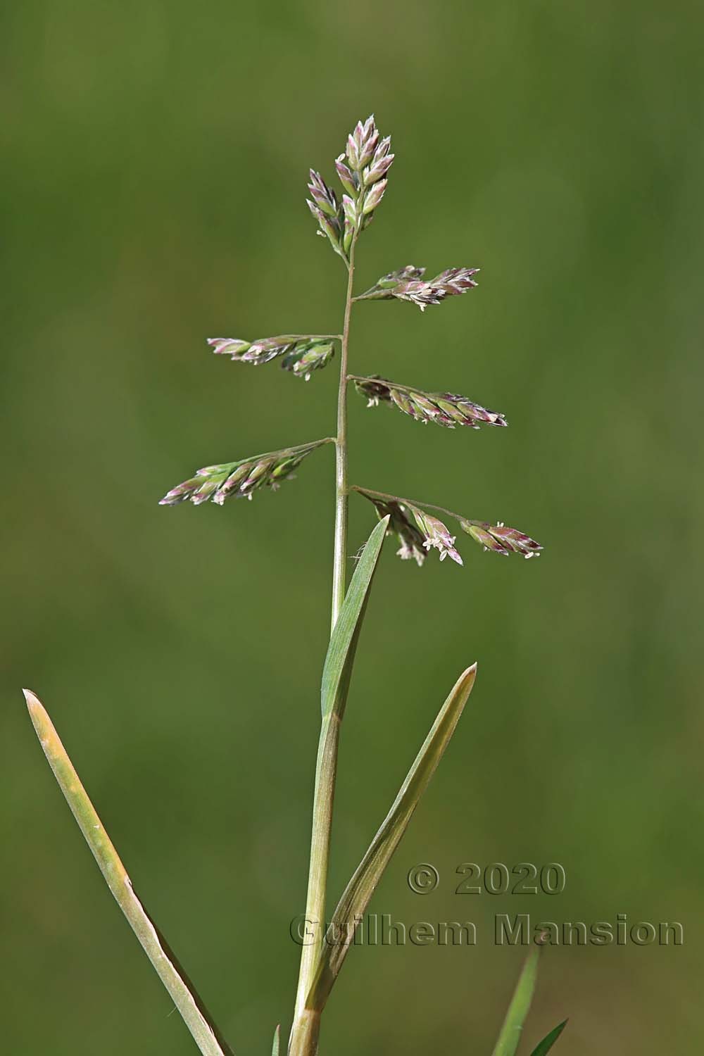 Poa annua