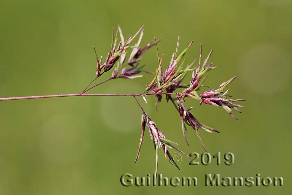 Poa bulbosa