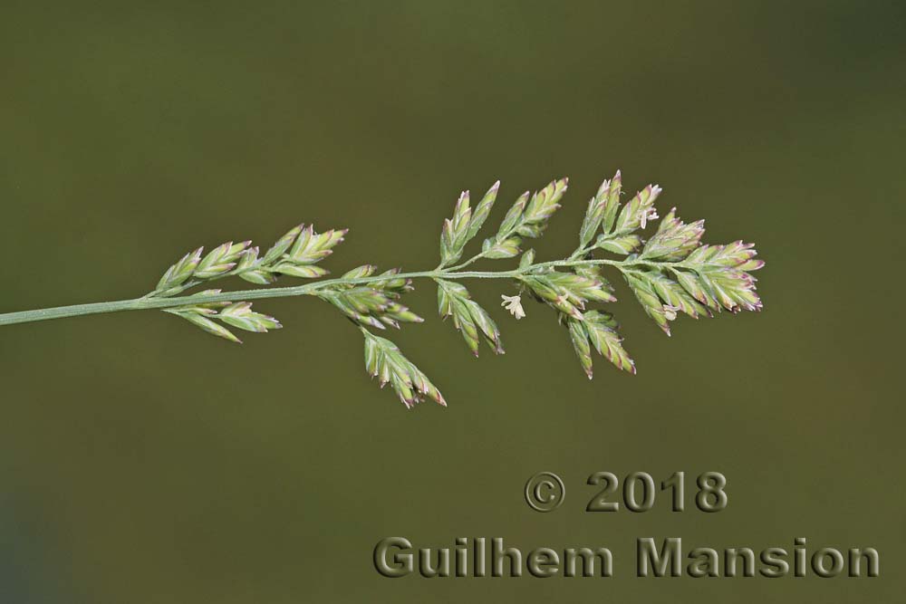 Poa compressa