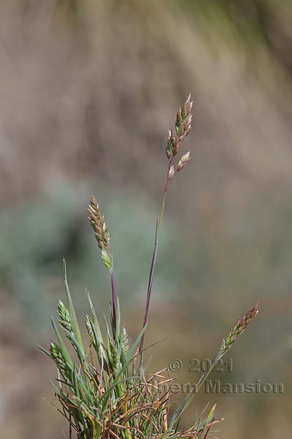 Poa perconcinna